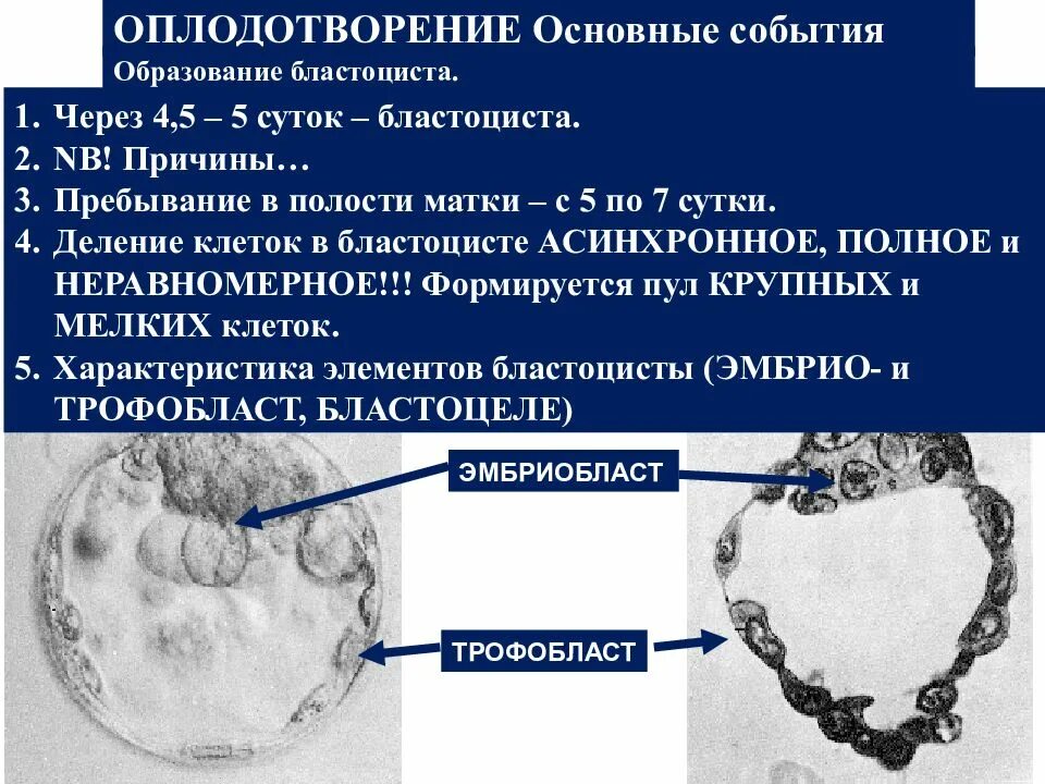 Оплодотворение в полости матки. Бластоциста и трофобласт. Бластоциста эмбриобласт. Бластоциста эмбриобласт трофобласт. Деление трофобласта.