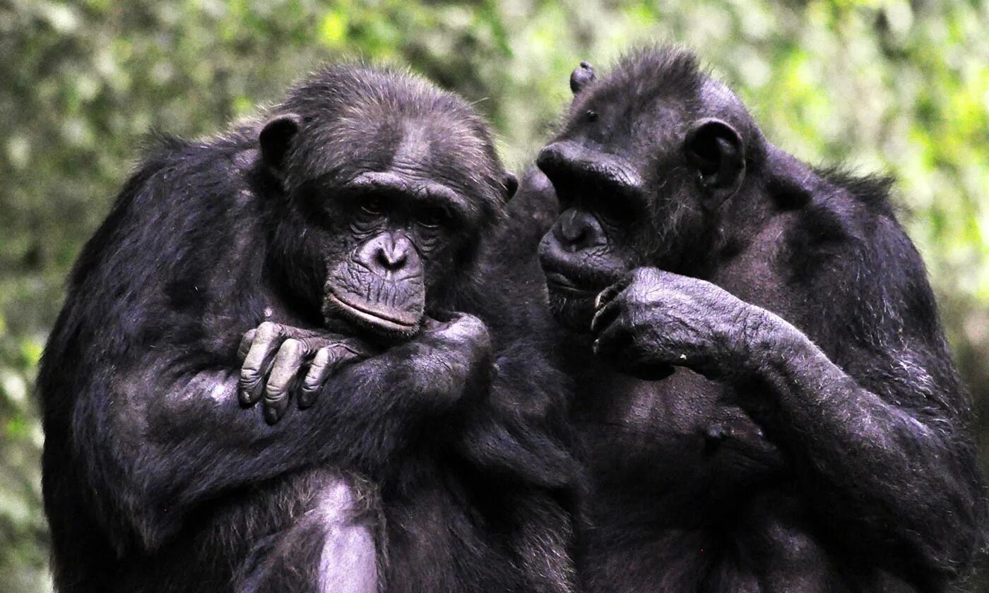 Самое говорящее животное. Дружба шимпанзе. Обезьяньи инстинкты. Конкуренция у шимпанзе. Обезьяна различает цвета.