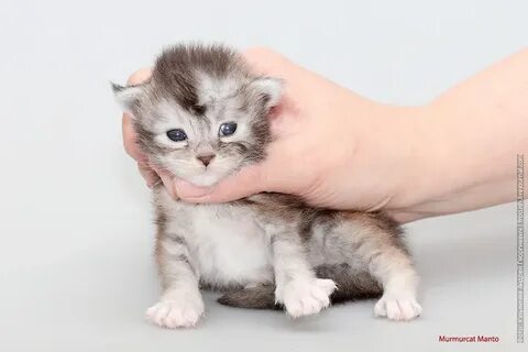 Котенок москва и область