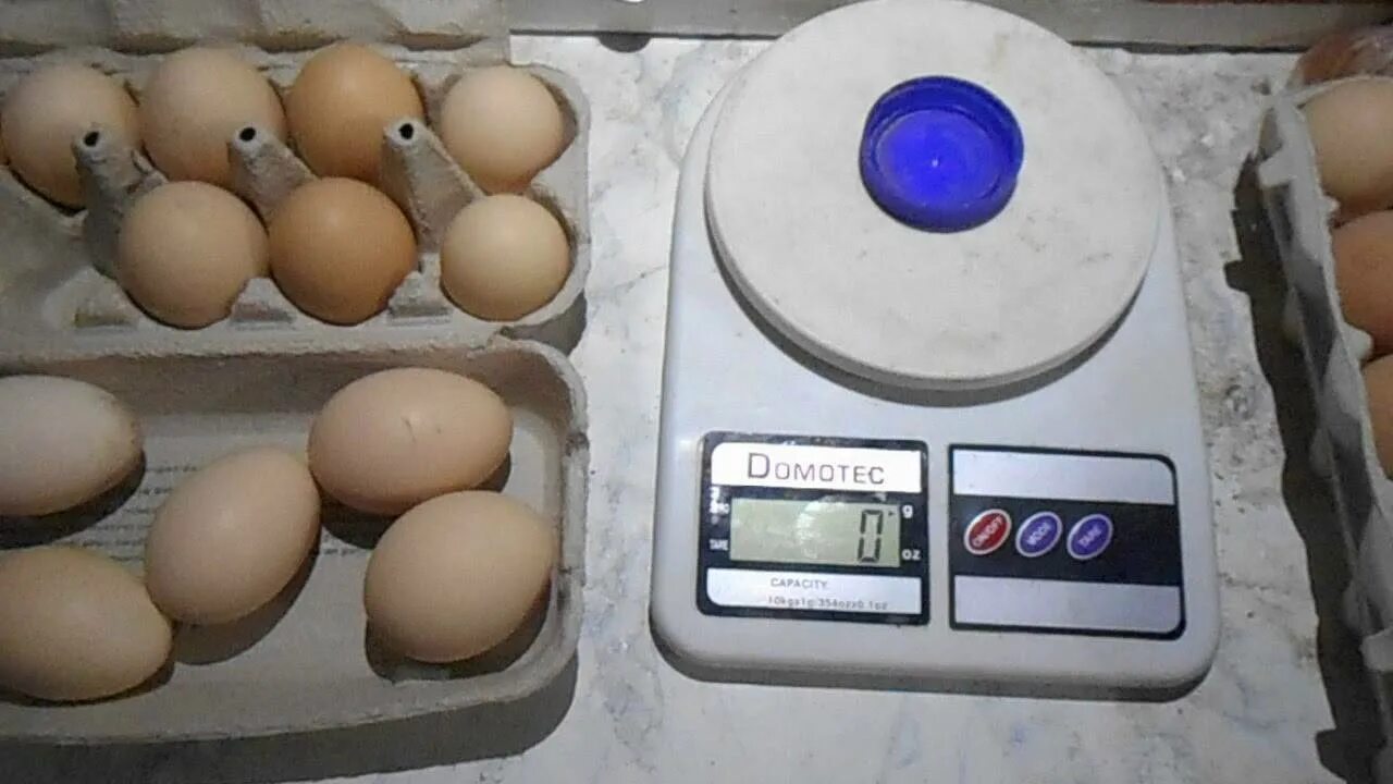Кура несет мелкие яйца. Вес куриного яйца молодок. Мелкое яйцо у кур причины. Деформированные куриные яйца.