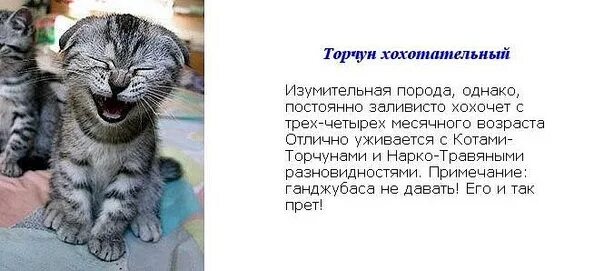 Заливистый почему и