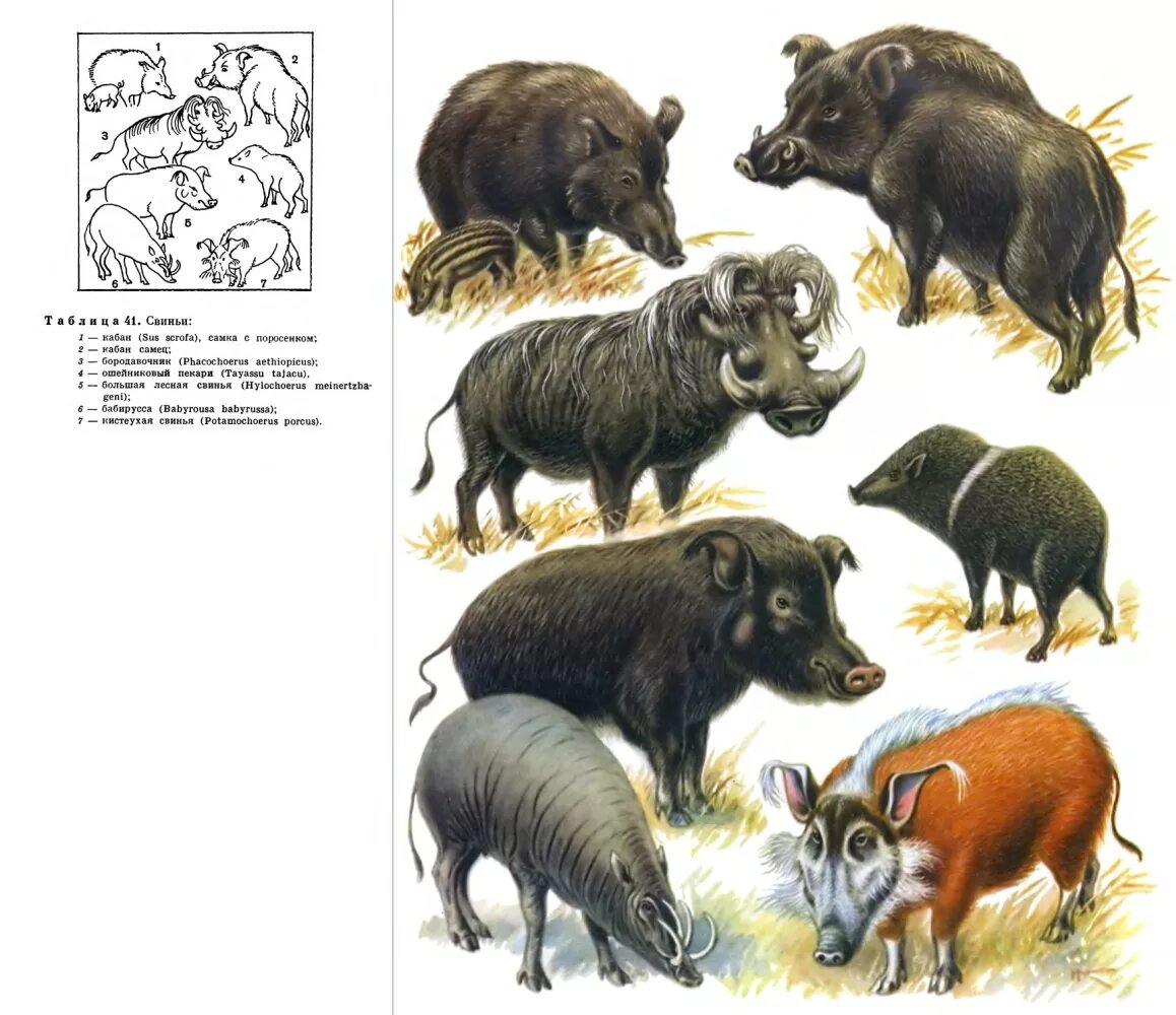 Вепрь секач. Африка бородавочник пумба. Европейский дикий кабан sus scrofa ferus. Типы кабанов. Типы кабанов.
