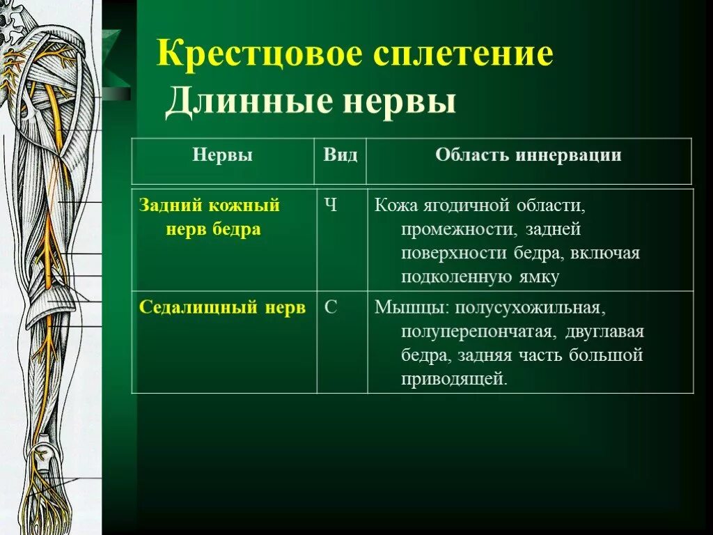 Сколько живет нерв. Пояснично крестцовое сплетение иннервация. Задний кожный нерв бедра зона иннервации. Иннервация седалищного нерва анатомия. Пояснично-крестцовое сплетение таблица.