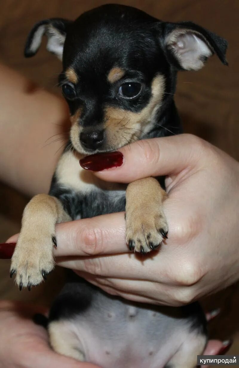 Йоркширский терьер в воде. Той терьер в барнауле. Терьеры в барнауле. Терьеры в барнауле. Йоркширский терьер в прошлом.