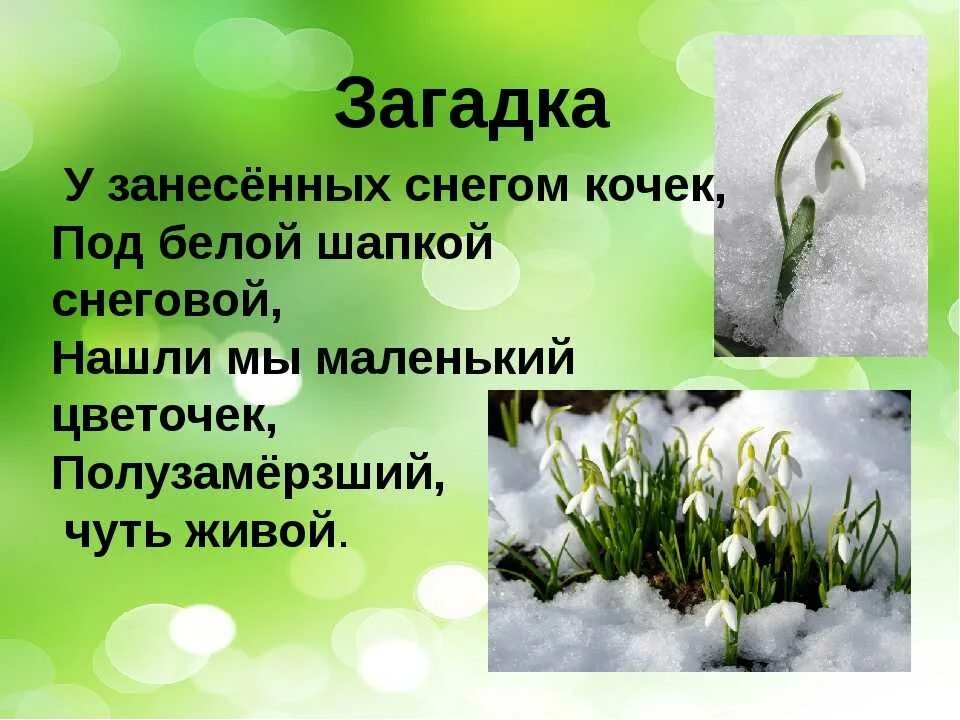 Загадка про Подснежник. Загадка про Подснежник для дошкольников. Загадки, стихи про Подснежник. Загадка про подснежник для детей