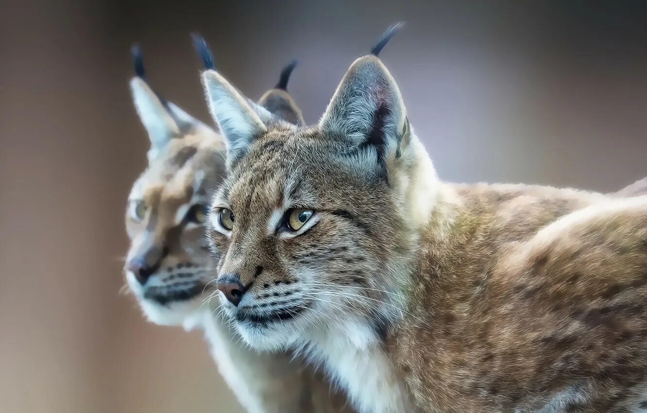 Рысь относится к. Рысь линкс. обыкновенная рысь. обыкновенная рысь lynx lynx. обыкновенная (евразийская) рысь.