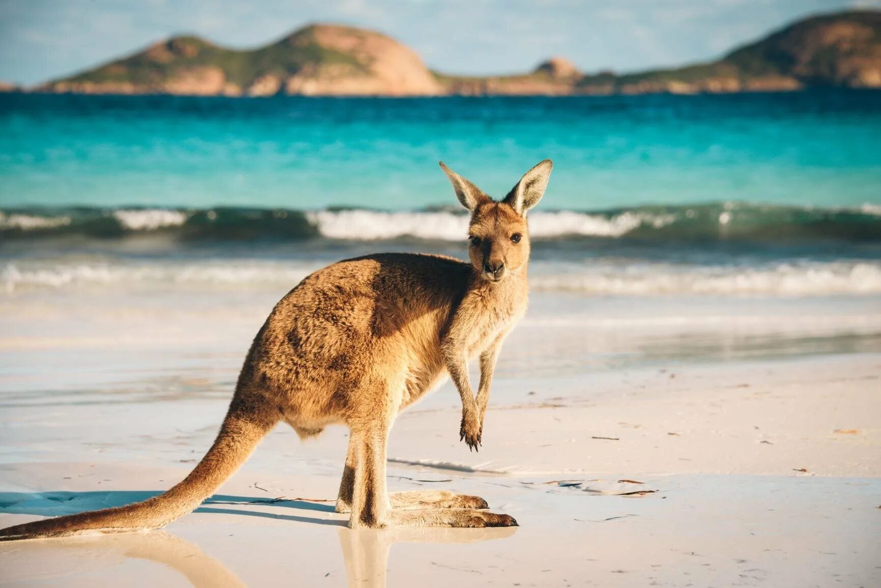 Сколько живет в австралии. Остров кенгуру (Kangaroo Island). Тасмания кенгуру. Кенгуру в Австралии. Австралия остров кенгуру (залив сент-Винсент)).
