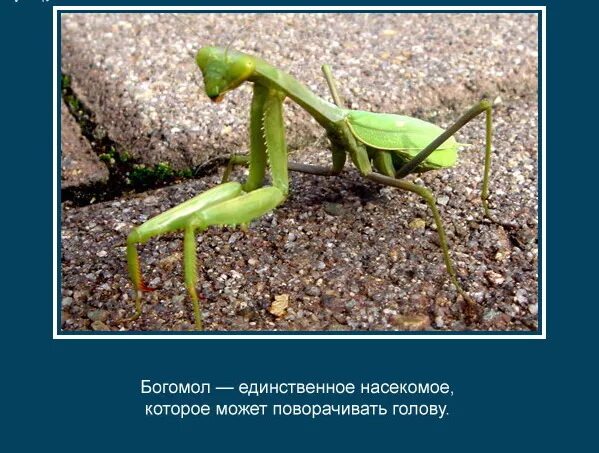 Картинка интересные факты о животных Презентация "Интересные факты о животных". биология, презентации