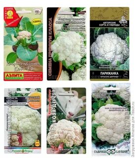 Цветная капуста сорт коза дереза