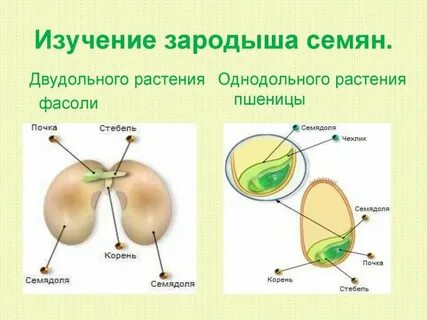 Что является зачатком будущего растения