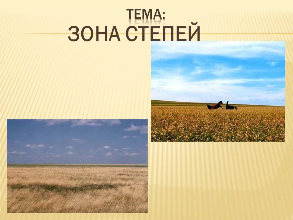 Какие природные зоны есть в степи