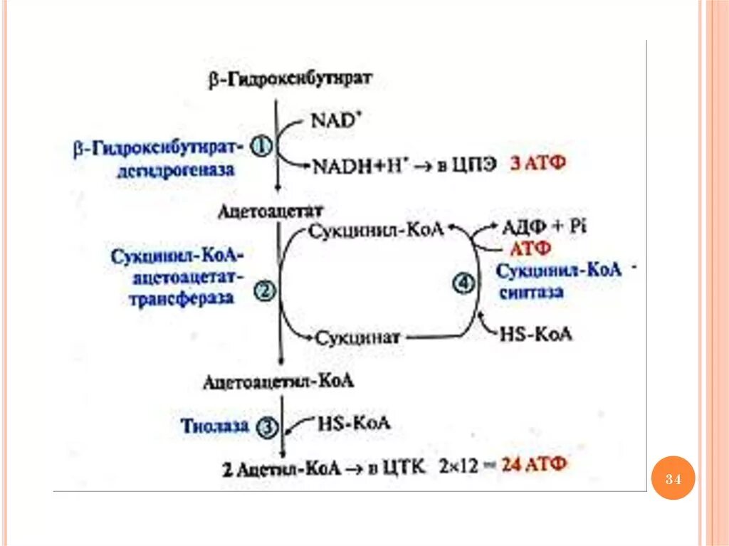 Процесс липолиза. Схема липолиза биохимия. Механизм липолиза биохимия. Липолиз реакции биохимия. Тканевой липолиз биохимия.