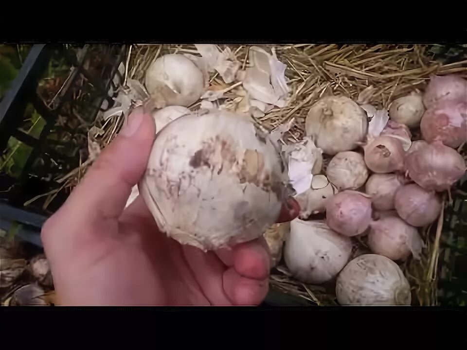 Описание сорта лука-чеснока Суворовский (Анзур), его хаpaктеристика Семья и дети