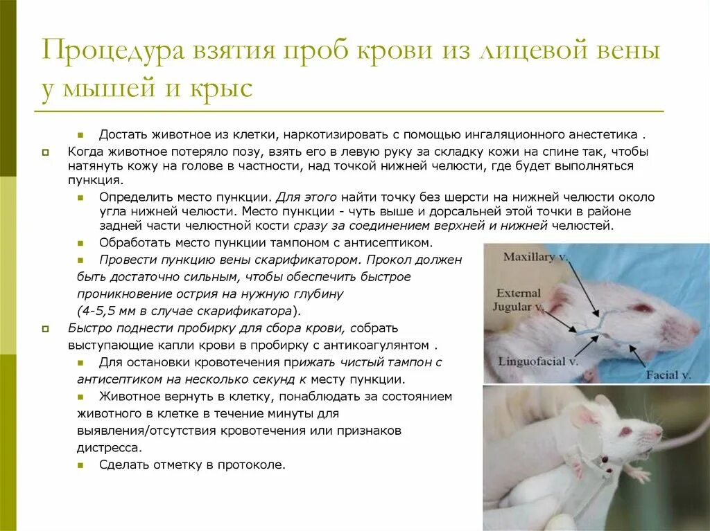 Экспериментатор сделал лабораторным крысам инъекцию норадреналина. Мыши в лаборатории. Лабораторные животные. Исследования на мышах. Исследования на животных.