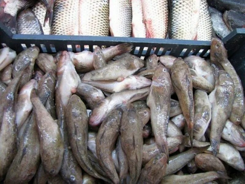 бычок кругляк. свежие бычки. коровы в крыму. бычки копченые. сибирские бычки павловский район.