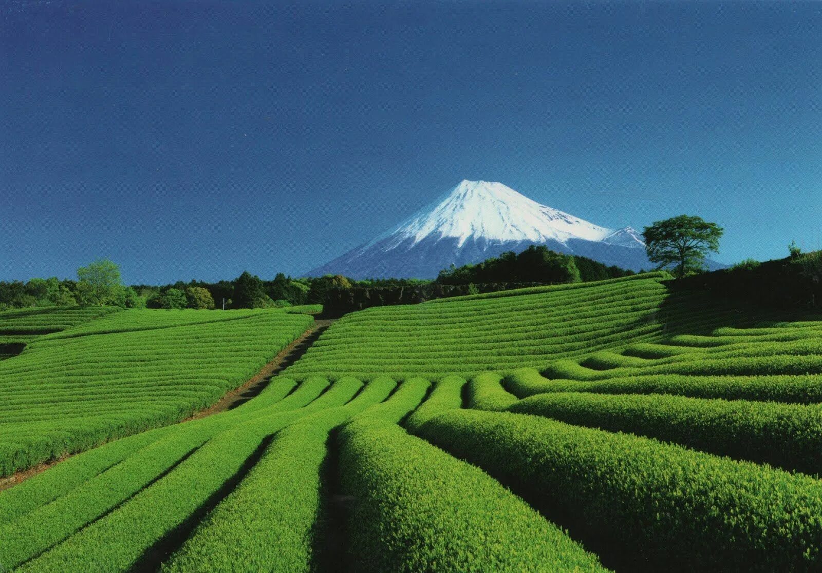 Виды плантаций. Чайные плантации в Японии. Юньнань чайные плантации. Чайные плантации Японии на Фудзияме. Чайная плантация Южной Кореи.