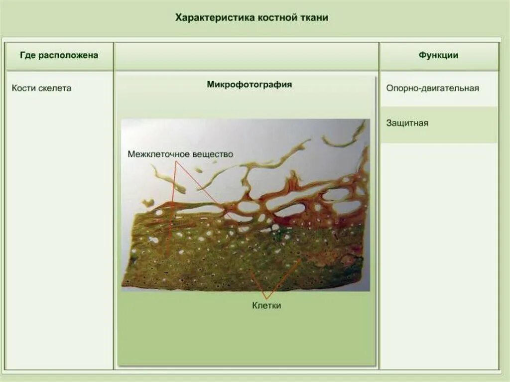 Лабораторная работа по теме ткани животных. Ткани растений костная. функции костной ткани животных. где находится основная ткань. ткани животных 5 класс костная ткань.