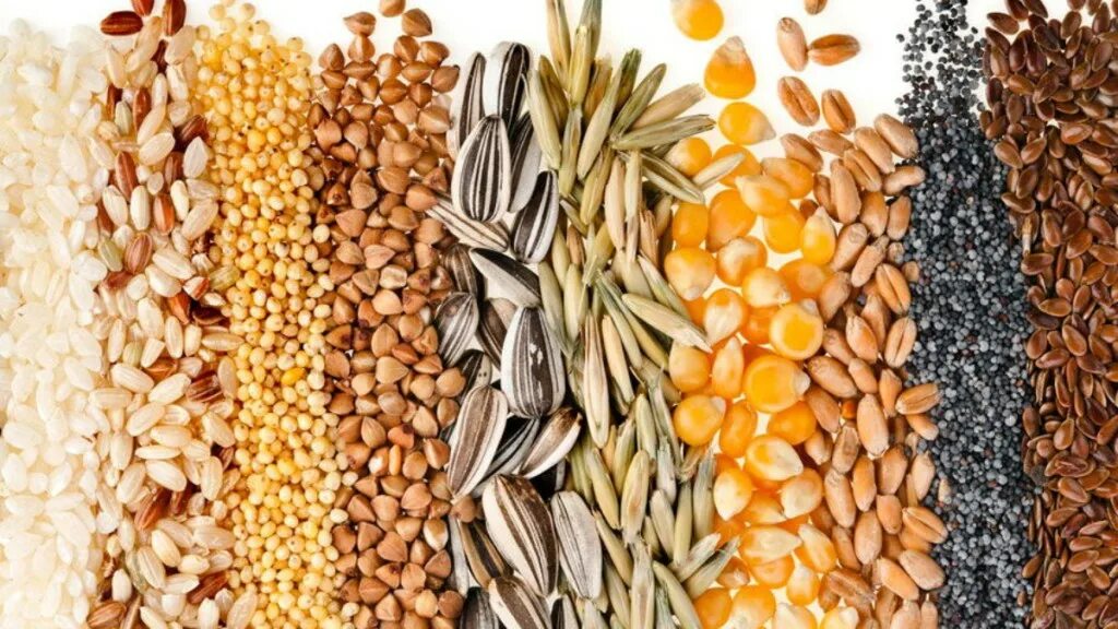 Злаковые продукты. Семена масличных культур. Зерновые и зернобобовые культуры. Зерновые продукты. Масленичные семена.