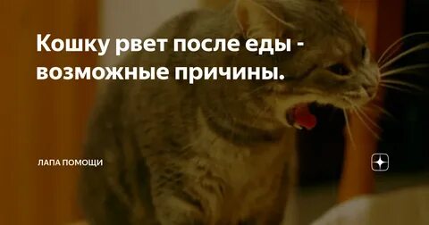 Кошка рвет ее что делать