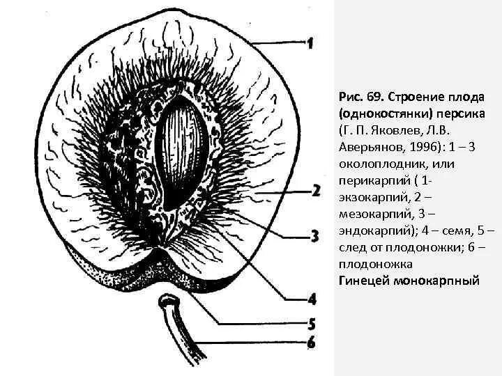 Как называются семена находящиеся внутри плода. Эндокарпий у костянки. плод костянка строение. мезокарпий эндокарпий. эндокарпий у плода.