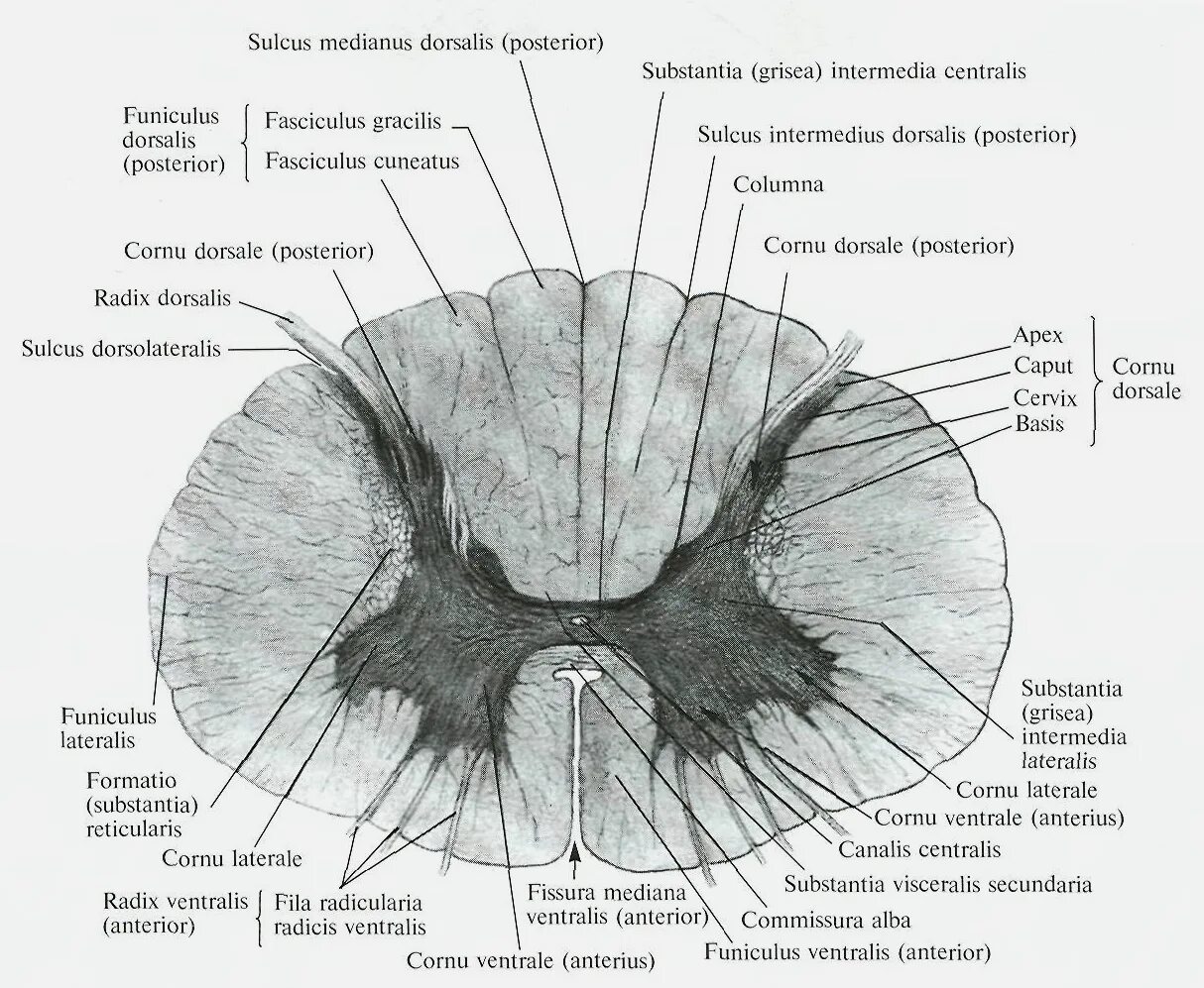 Серые столбы спинного мозга. Спинной мозг строение поперечный срез. Передняя серая спайка спинного мозга латынь. Commissura Alba спинной мозг. Медиальное промежуточное ядро спинного мозга.