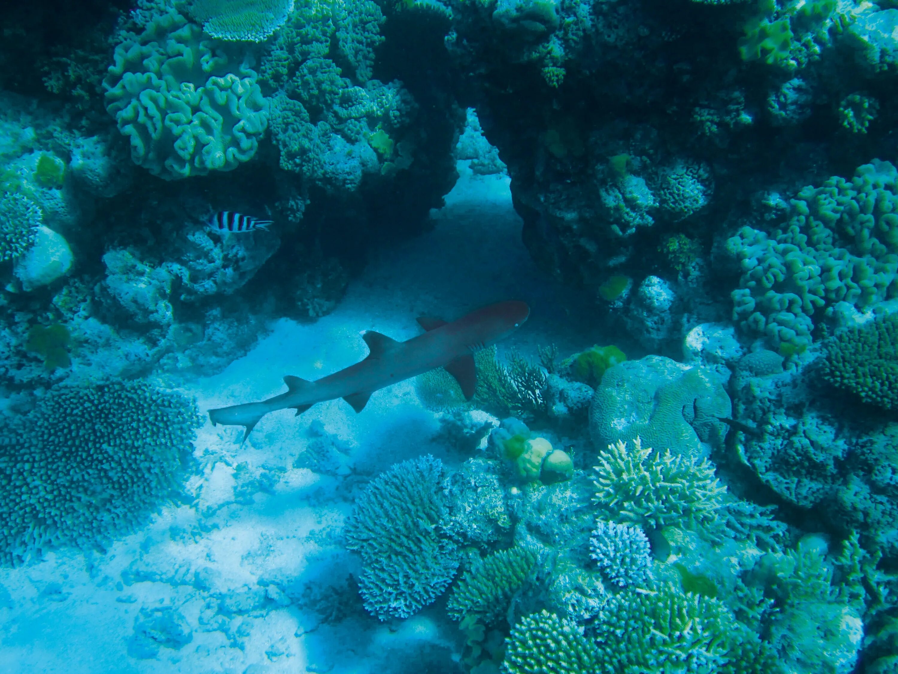 Underwater coral. Подводный риф риф. Морское дно. Подводный мир кораллы. Дайвинг кораллы.