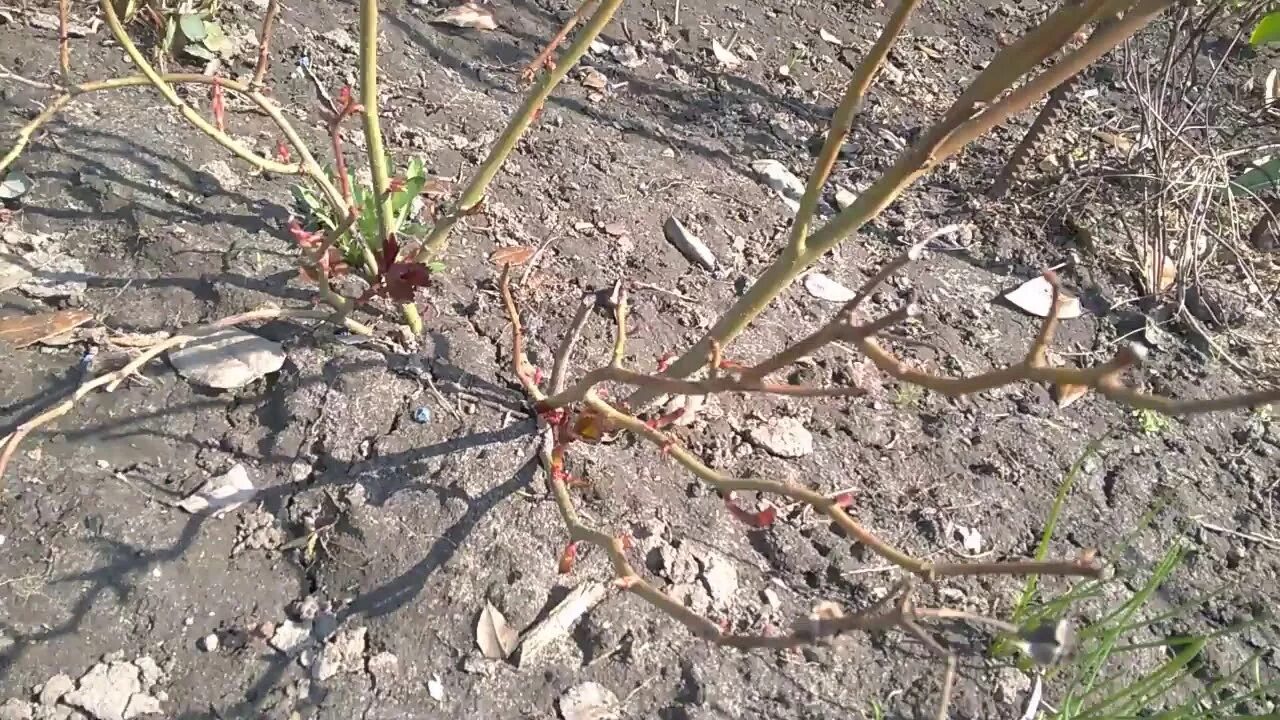 Весенняя обрезка плетистой розы. Обрезка парковых роз весной. Розы весной после зимовки. Розы плетистые клаймберы. Розы плетистые клаймберы.