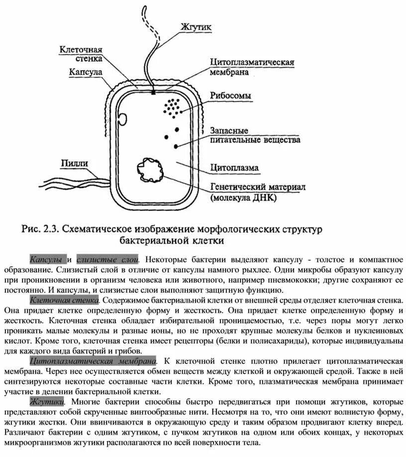 Слизистый слой бактерий. Капсула бактериальной клетки строение и функции. Структура бактериальной капсулы. Функции капсулы бактериальной клетки. Структура бактериальной клетки капсула.