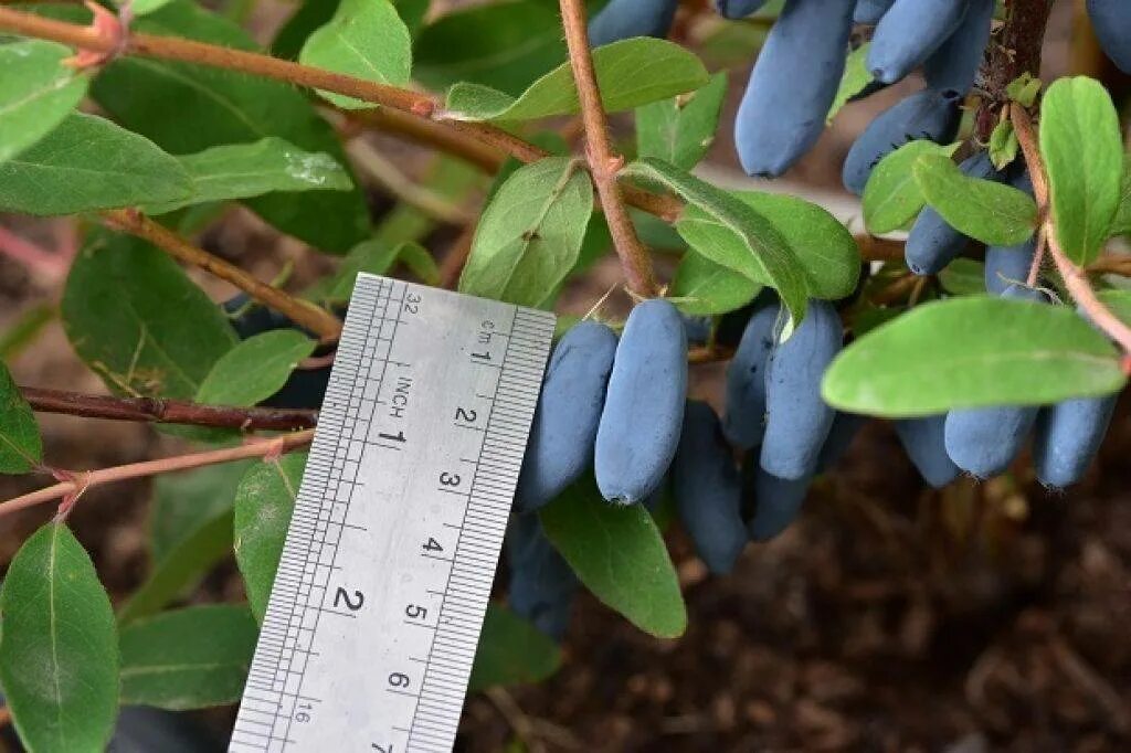 Жимолость маака куст. Жимолость съедобная авача. Жимолость дерево. Жимолость камчадалка. Жимолость съедобная кустарник.