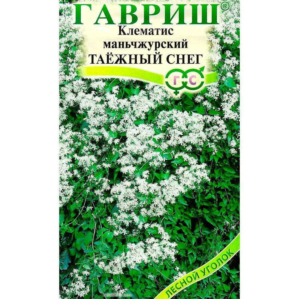 Клематис ломонос арманда. Клематис таежный снег выращивание из семян. Клематис манжурика. Клематис таежный снег выращивание из семян. Клематис таежный снег гавриш.