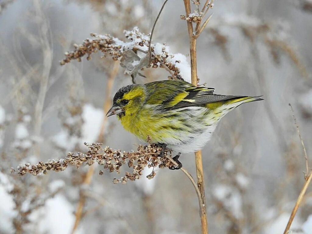 Чиж птица слушать. Spinus Spinus Чиж. Чиж (Carduelis Spinus). Чиж (Spinus Spinus l.). Чиж – Spinus Spinus (l., 1758).