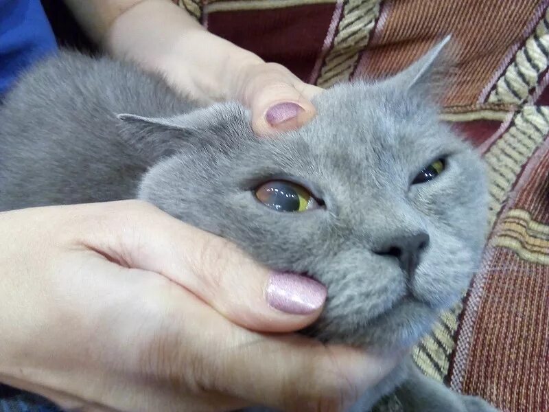 Пятно на глазу у кота. У котенка пленочка на глазу. у кота на глазу прозрачная пленка. кошачьи пленочки на глазах.