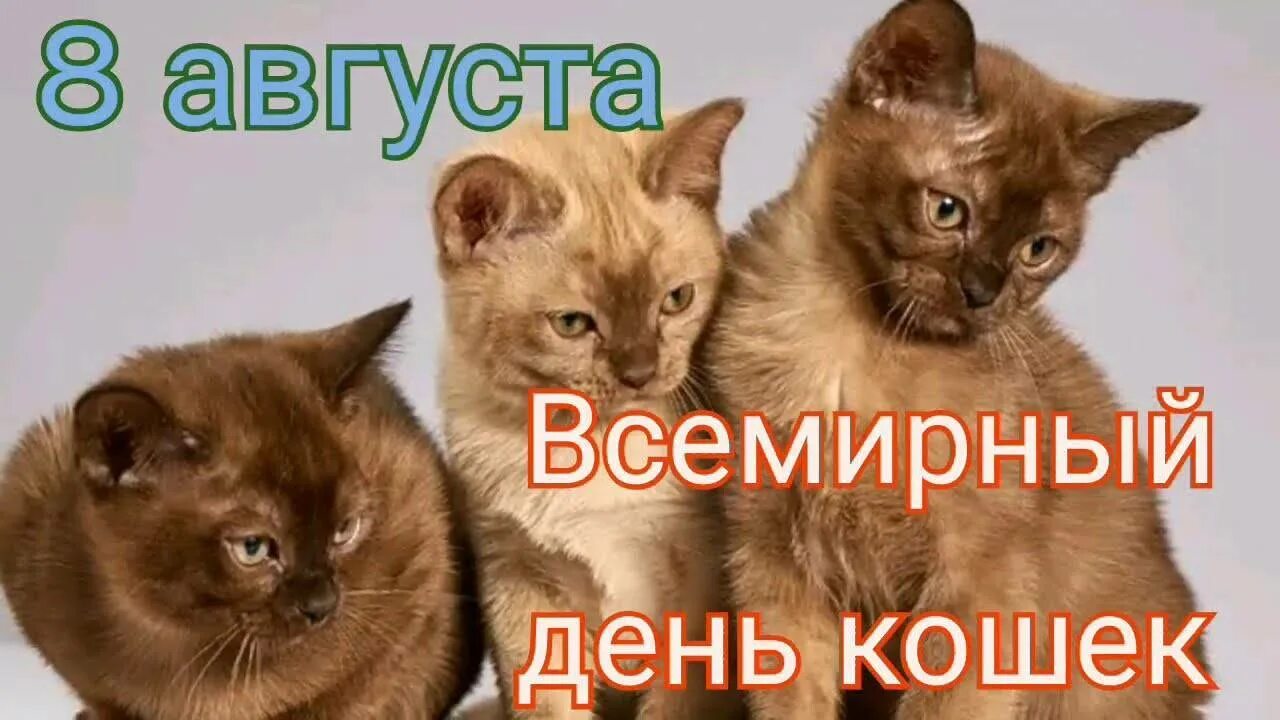 День кошек когда отмечают. Всемирный день кошек. День кошек 8 августа. 8августв Всемирный день кошек. Всемирный день кошек открытки.