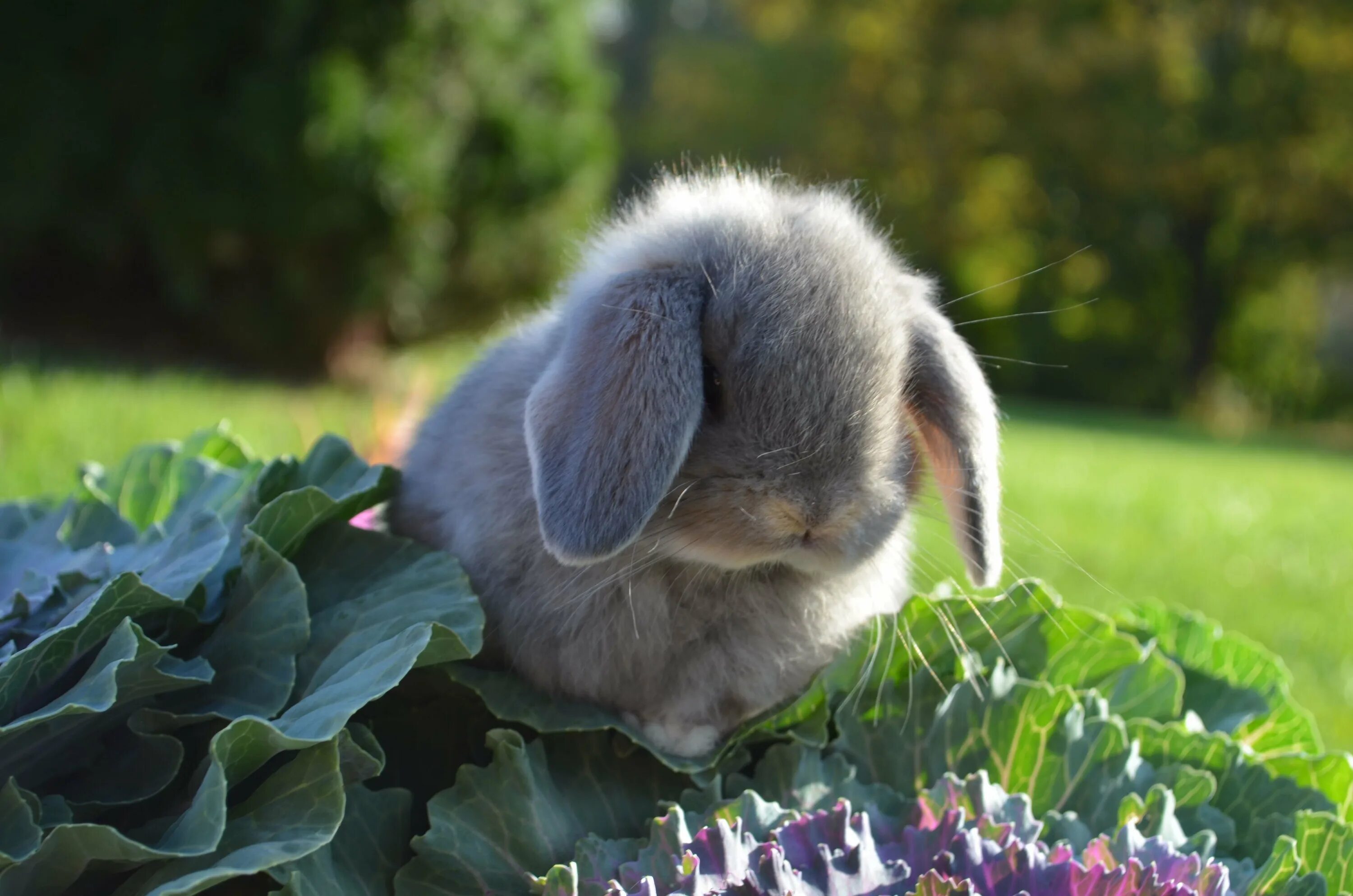Заинька паинька. Кролик. Милые зайки. Красивый кролик. Грустный зайчик.