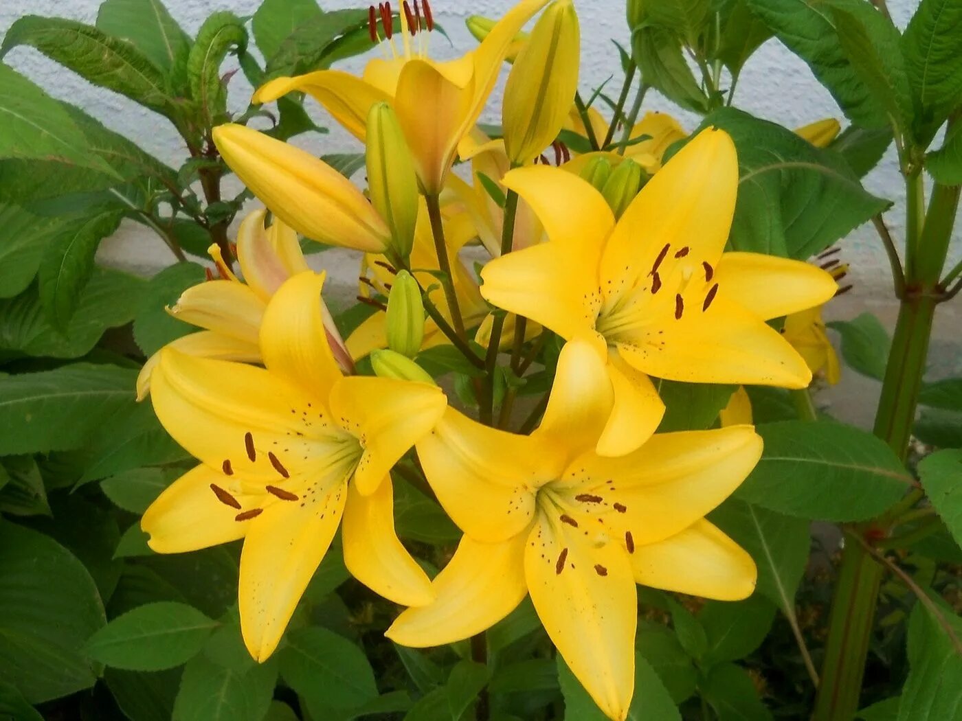 lilies flowers - Bing Images White lily flower, Types of flowers, Lily flower