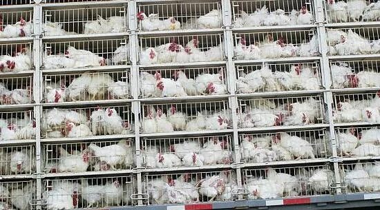 таблица корма для бройлеров кобб 500. вывод цыплят под наседкой. сколько цыплят у курицы. загадка про курятник. сколько цыплят у курицы.