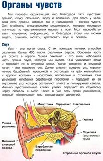 Какова роль органов чувств