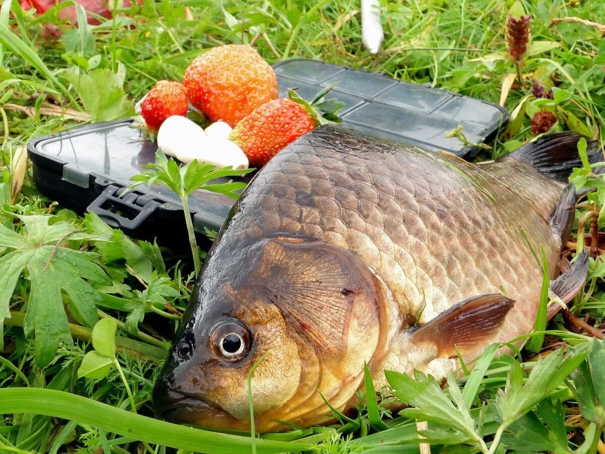 Карась золотой Carassius Carassius. Горбатый карась. Ропшинский Карп. Карась обыкновенный. Живая рыба карась