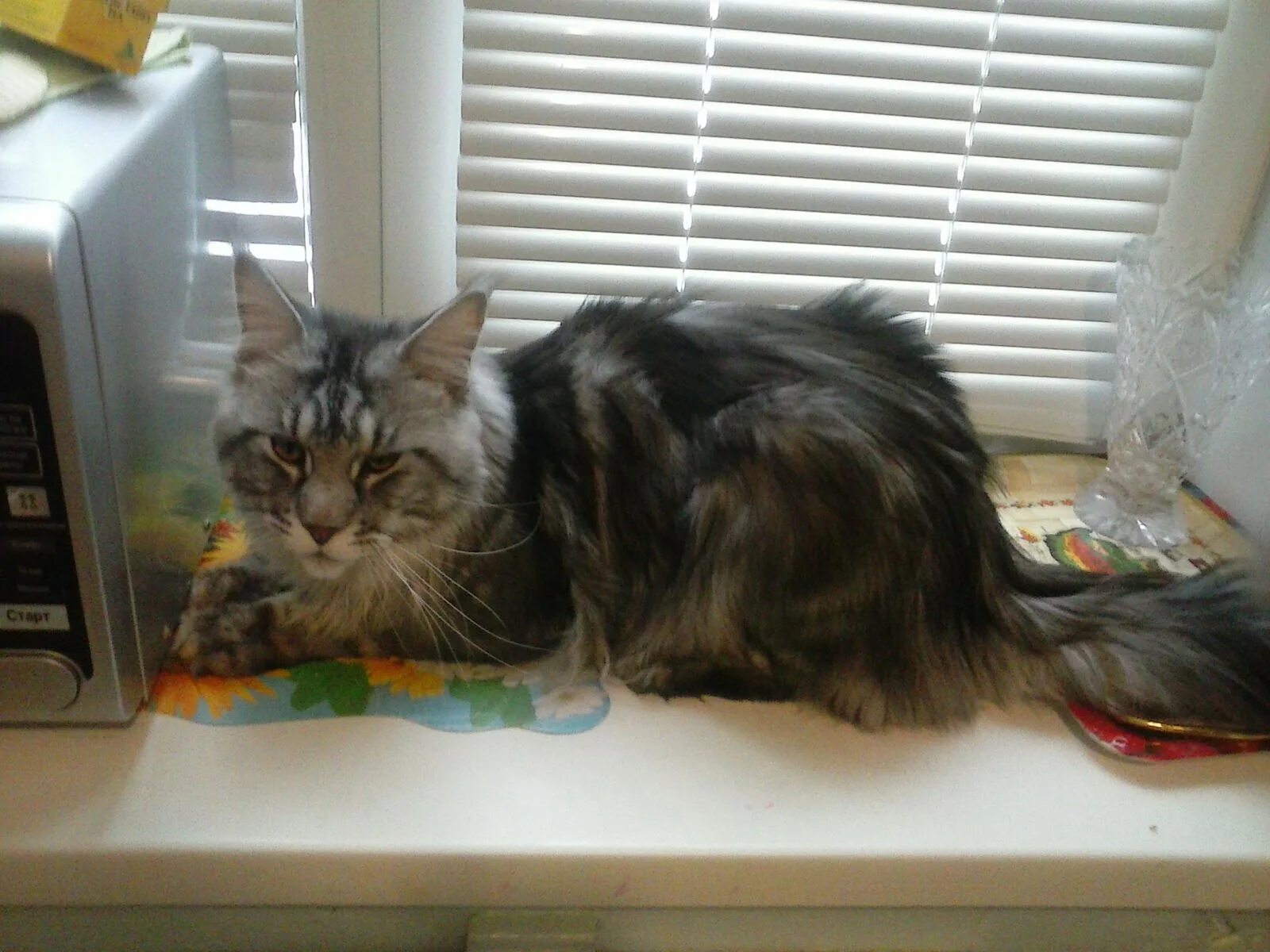 Мейн кун черный табби. Можно мейн куну сырое мясо. Мейн кун кормление. Можно мейн куну сырое мясо. Вислоухий мейн кун.