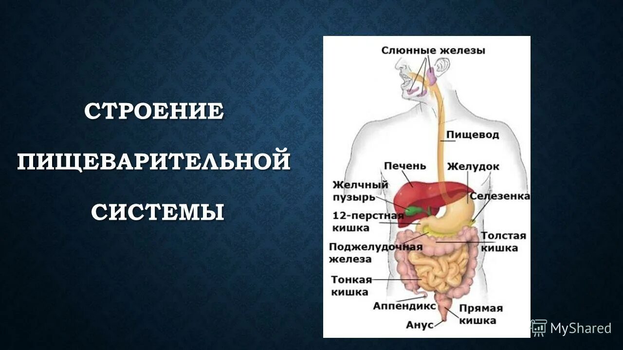 строение пищеварительной системы человека схема 8 класс. строение пищеварительной системы человека 8 класс. стрлерме пещеаритедбной систем. строение пищеварительной системы человека 8 класс. анатомическое строение пищеварительной системы человека.