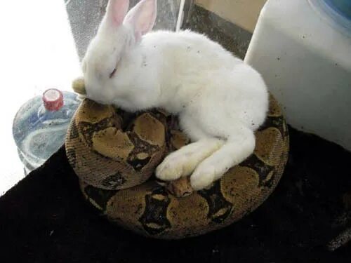 михаэль сова. заяц змея. змея и кролик арт. кролики и удавы иллюстрации. кролики и удавы.