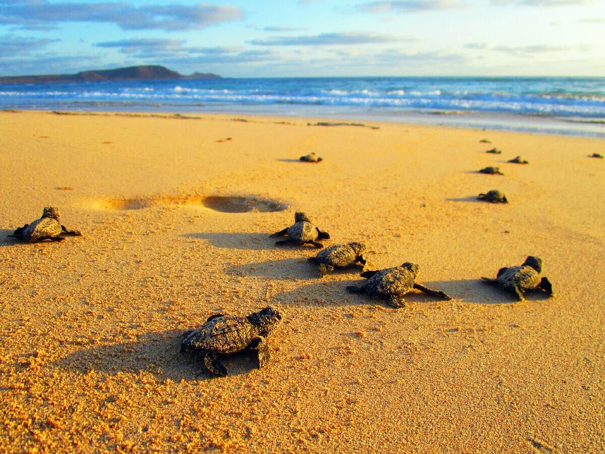 Why are beaches important for the loggerhead