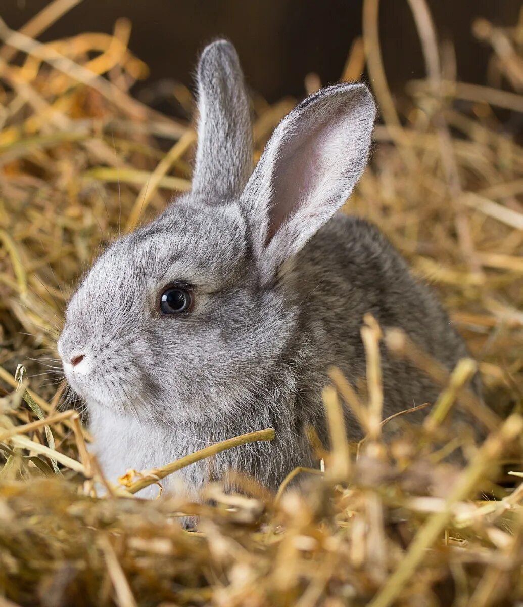 Кролик. Заяц серый. Кролик фото. Маленький серый кролик