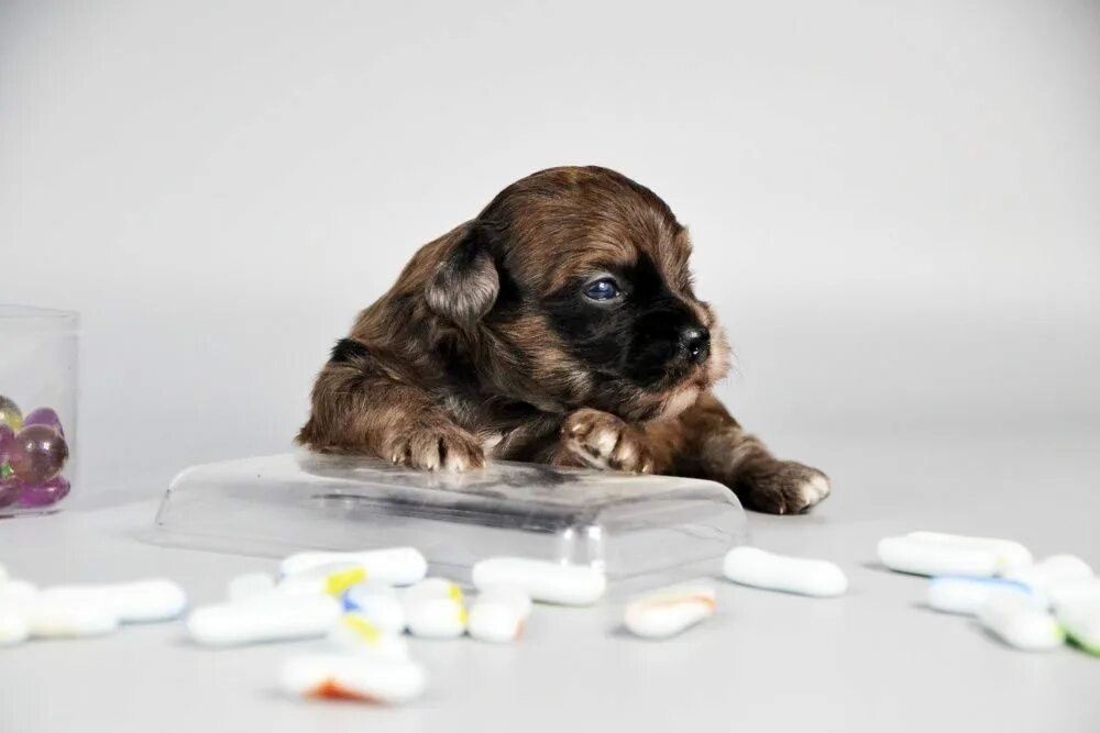 Щенок 4 недели. Щенок 4 недели стойка. Щенки немецкой овчарки 3 недели. Щенки лабрадора 3 недели. Щенки четыре недели лабрадора.