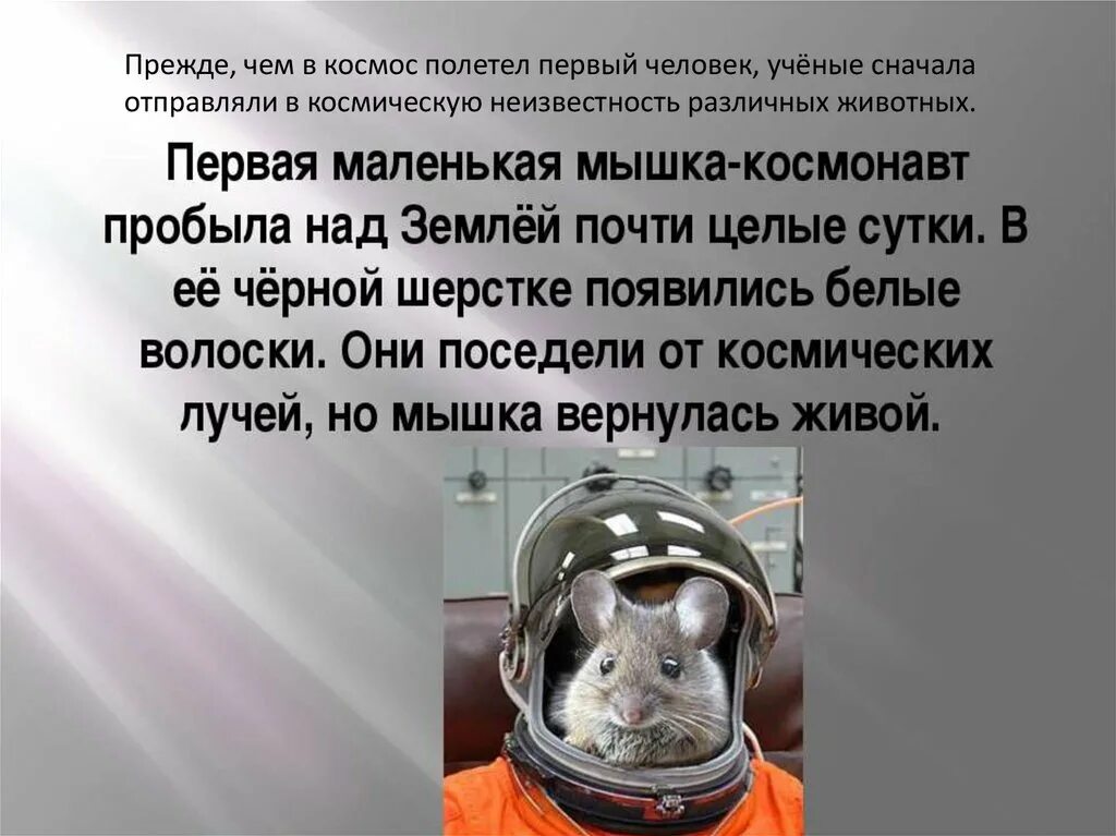 Зарядка полетели в космос. Первая мышь космонавт. Первые космонавты животные. Животные которые летали в космос. Первые животные полетевшие в космос мыши.