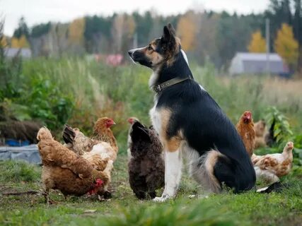 Chicken dog