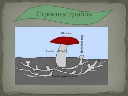 Строение ли