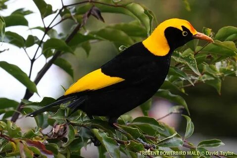 Birds australia