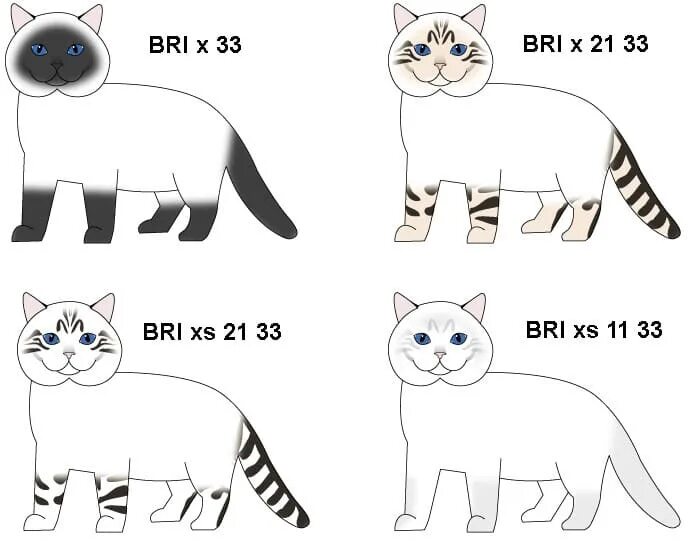 Типы окраса кошек. Акромеланический окрас кошек. Стандартная расцветка кота. Виды поинтовых кошек. Типы окрасов кошек
