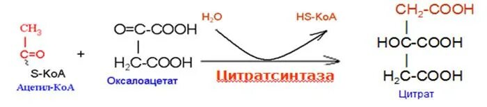 Оксалоацетат и ацетил КОА. Цитратсинтаза. Цитратсинтаза реакция. Оксалоацнтмт и ацетил ко а. Коа лак